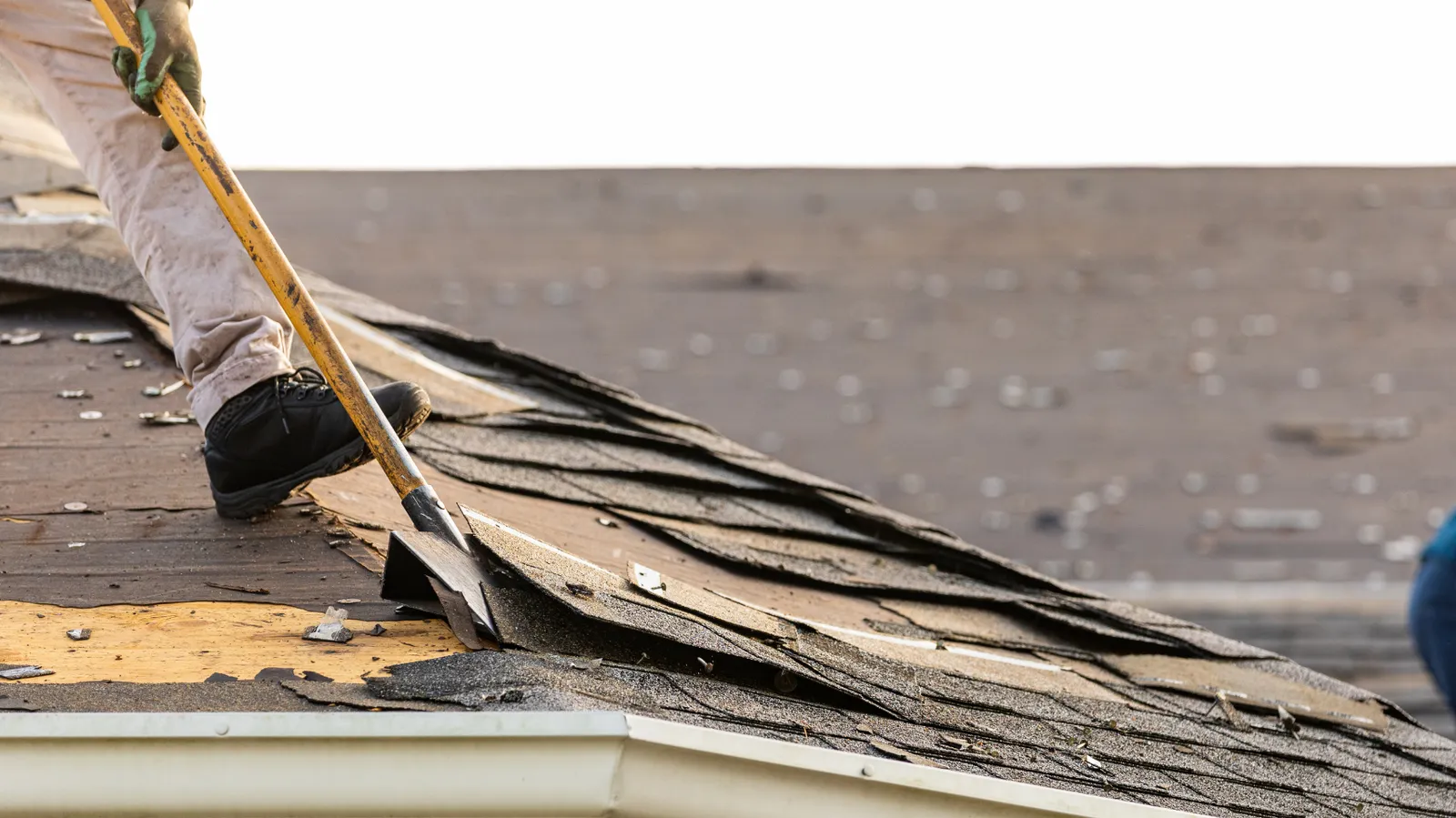 Beside exposed roof decking a roofer uses a shovel to lift old shingles