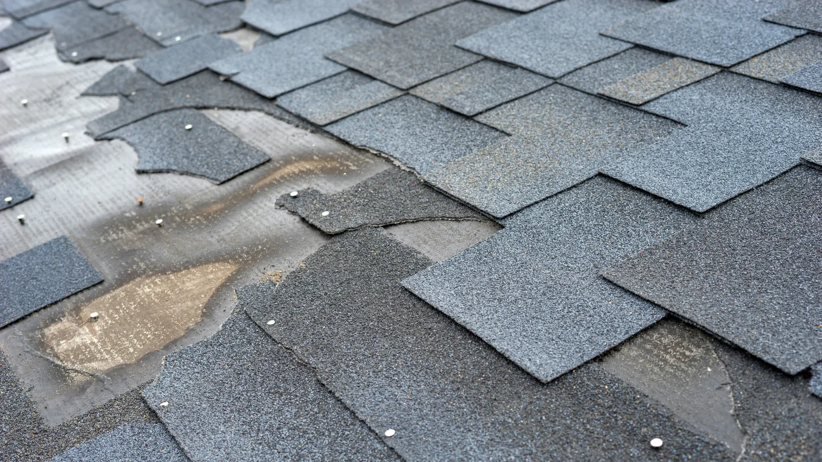 Shingles torn away exposing underlayment and nail heads on a roof